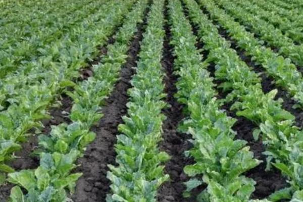 甜菜亩产多少斤，亩产量在9000-10000斤左右