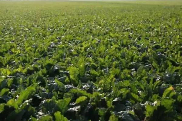 甜菜亩产多少斤，亩产量在9000-10000斤左右