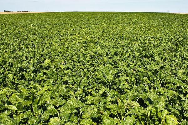 甜菜亩产多少斤，亩产量在9000-10000斤左右