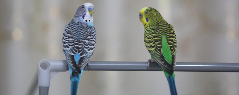 鹦鹉喜欢主人的表现