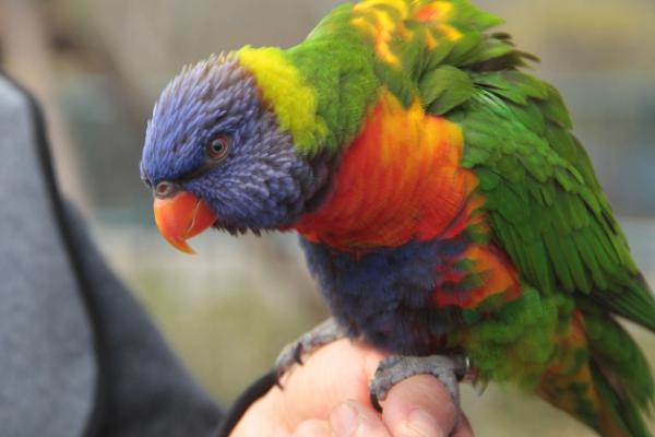 鹦鹉喜欢主人的表现，不抗拒主人的抚摸和挑逗