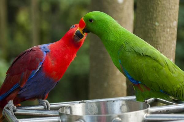 鹦鹉喜欢主人的表现，不抗拒主人的抚摸和挑逗