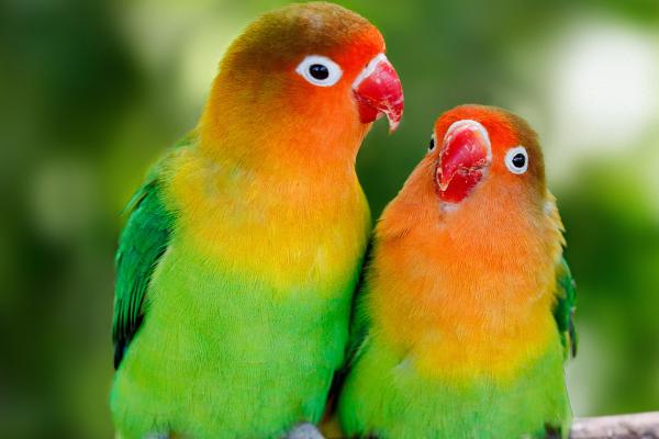 鹦鹉喜欢主人的表现，不抗拒主人的抚摸和挑逗