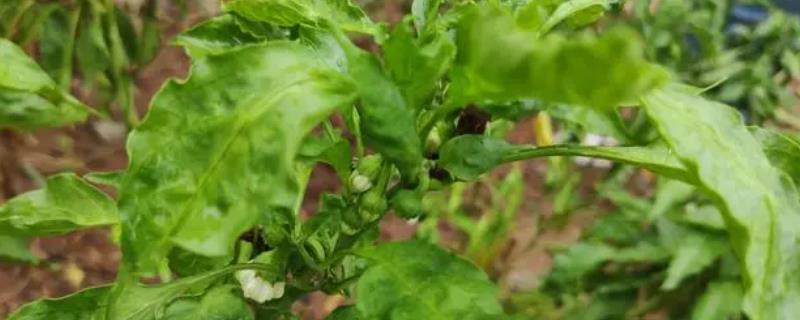 秋季怎么防治辣椒病害