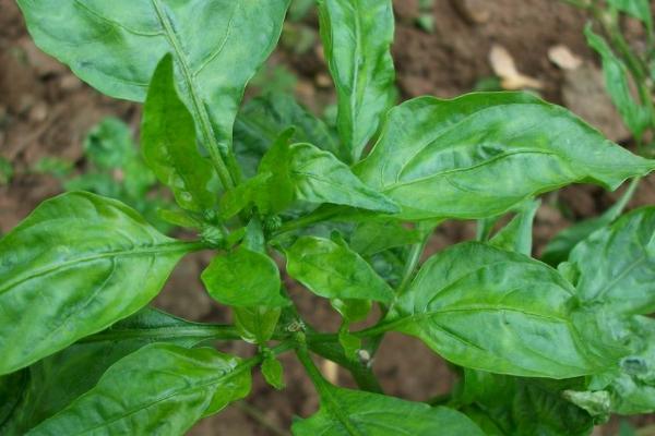 秋季怎么防治辣椒病害，与瓜类、豆类轮作可预防辣椒青枯病