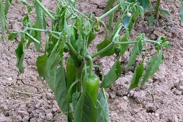 秋季怎么防治辣椒病害，与瓜类、豆类轮作可预防辣椒青枯病