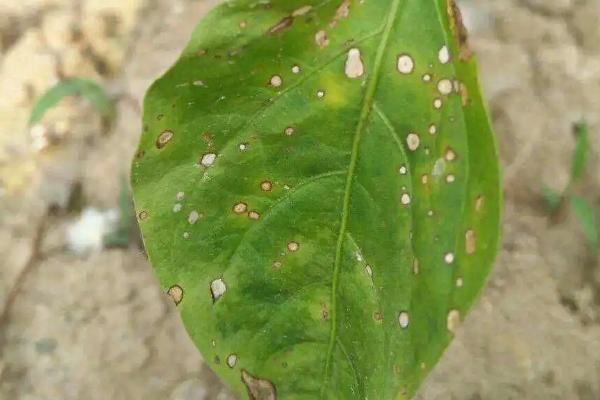 秋季怎么防治辣椒病害，与瓜类、豆类轮作可预防辣椒青枯病