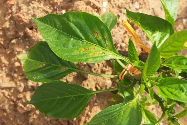 秋季怎么防治辣椒病害，与瓜类、豆类轮作可预防辣椒青枯病
