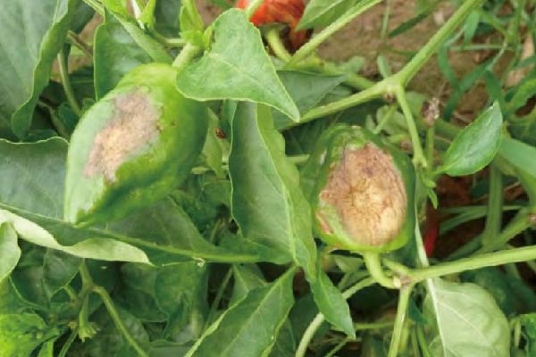 秋季怎么防治辣椒病害，与瓜类、豆类轮作可预防辣椒青枯病