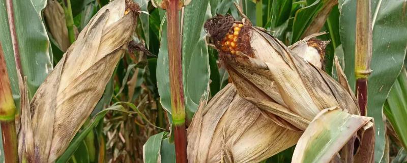 美达108玉米品种介绍