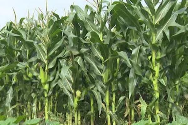 美达108玉米品种介绍，从出苗至成熟需要103天左右