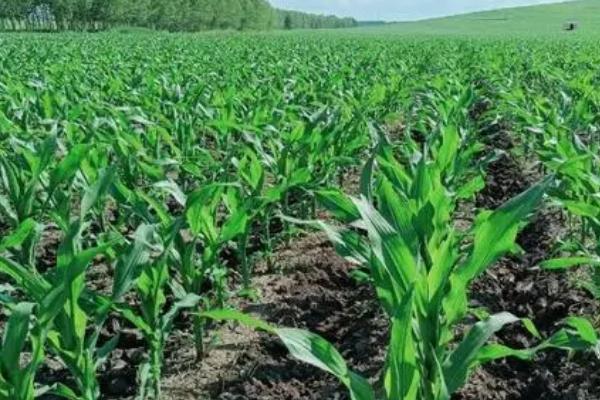 美达108玉米品种介绍，从出苗至成熟需要103天左右