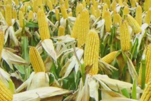美达108玉米品种介绍，从出苗至成熟需要103天左右