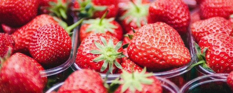 盆栽草莓怎么修剪