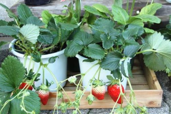 盆栽草莓怎么修剪，老叶需要逐一修剪除