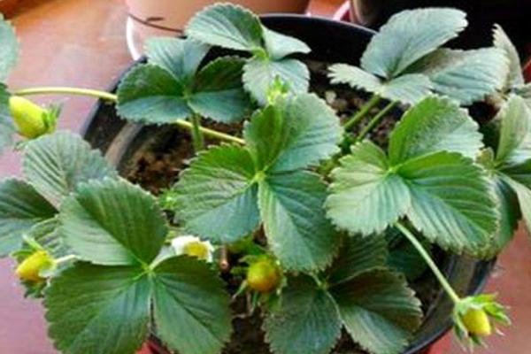 盆栽草莓怎么修剪，老叶需要逐一修剪除