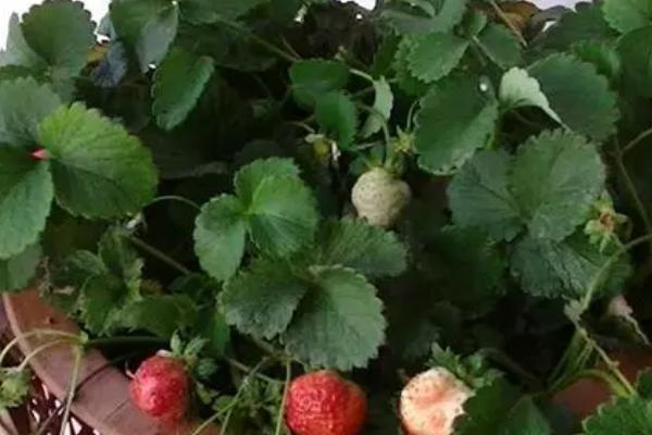 盆栽草莓怎么修剪，老叶需要逐一修剪除