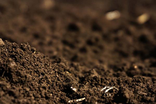 怎样种植魔芋，不可与茄科、十字花科瓜类等间作或轮作