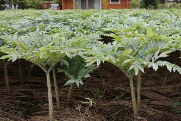 怎样种植魔芋，不可与茄科、十字花科瓜类等间作或轮作