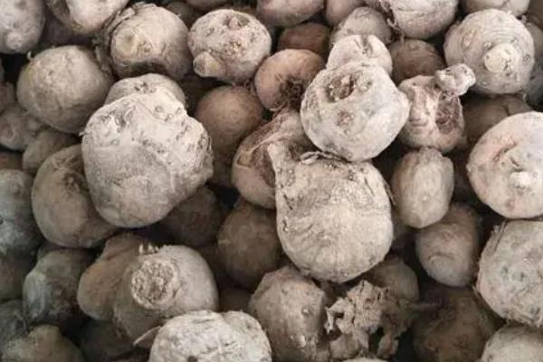 怎样种植魔芋，不可与茄科、十字花科瓜类等间作或轮作