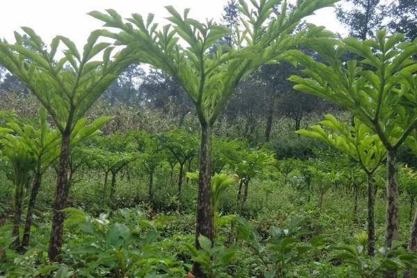 怎样种植魔芋，不可与茄科、十字花科瓜类等间作或轮作