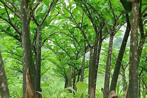 怎样种植魔芋，不可与茄科、十字花科瓜类等间作或轮作