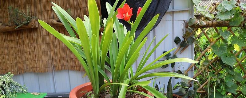 春季怎么养殖朱顶红