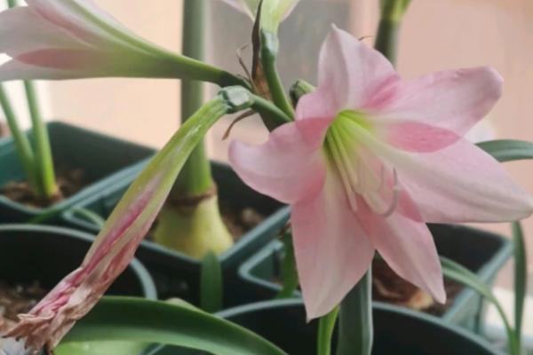 春季怎么养殖朱顶红，应换上适应的花盆