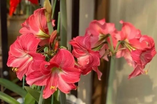 春季怎么养殖朱顶红，应换上适应的花盆