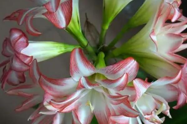 春季怎么养殖朱顶红，应换上适应的花盆