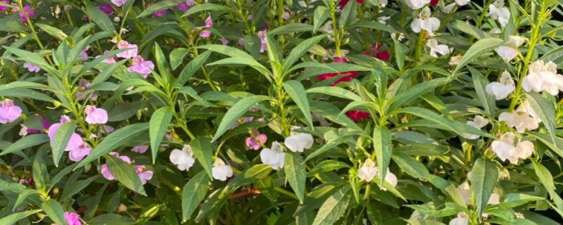 凤仙花的生长过程是什么