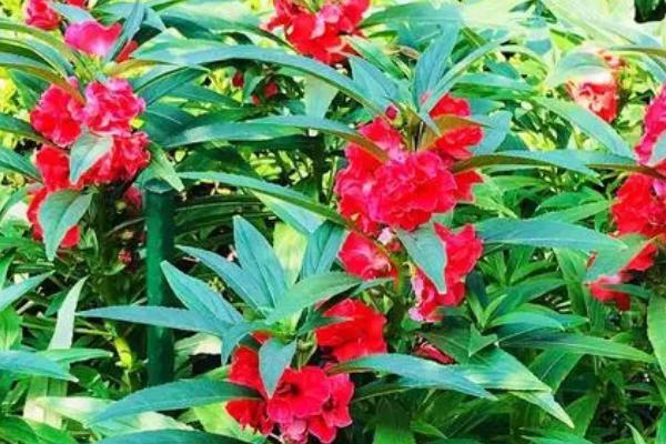 凤仙花的生长过程,一般在春天播种