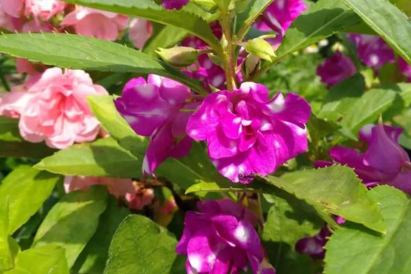 凤仙花的生长过程,一般在春天播种