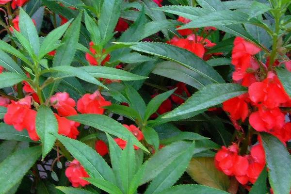 凤仙花的生长过程,一般在春天播种