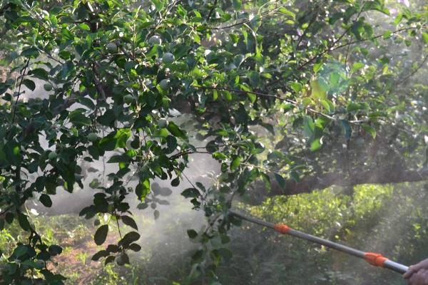 多菌灵的使用方法，针对不同作物的使用方法不同