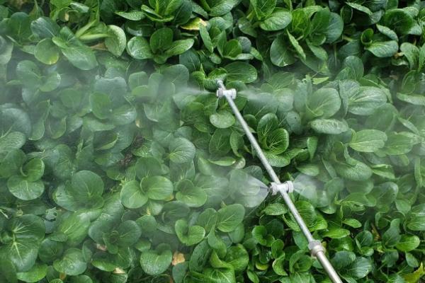 多菌灵的使用方法，针对不同作物的使用方法不同