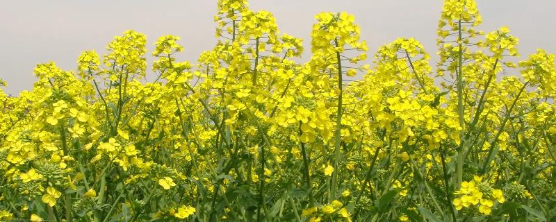 下雨的时候可以割油菜吗