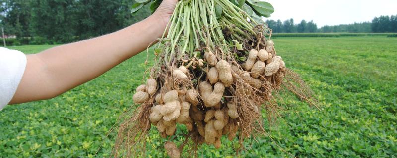 夏播花生多少天成熟