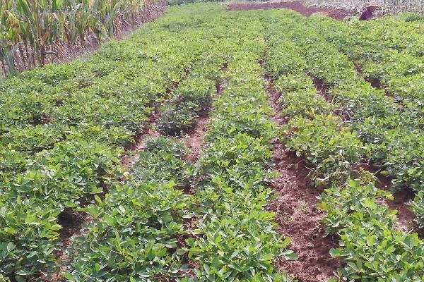 夏播花生多少天成熟，播种后110-130天左右成熟