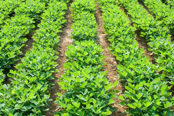 夏播花生多少天成熟，播种后110-130天左右成熟