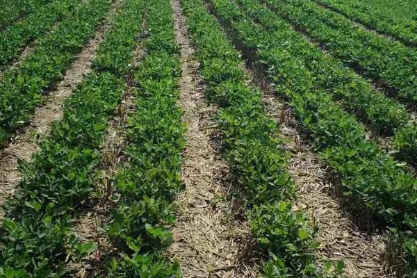 夏播花生多少天成熟，播种后110-130天左右成熟