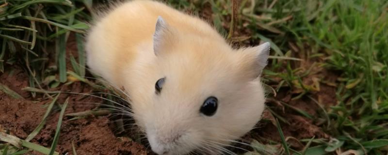 冬天养仓鼠的注意事项