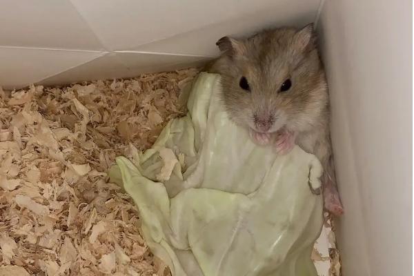 冬天养仓鼠需要注意哪些问题，需喂食脂肪含量较高和热量较高的食物