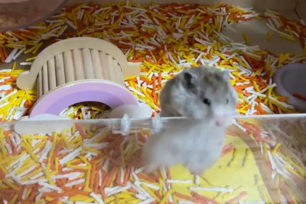 冬天养仓鼠需要注意哪些问题，需喂食脂肪含量较高和热量较高的食物