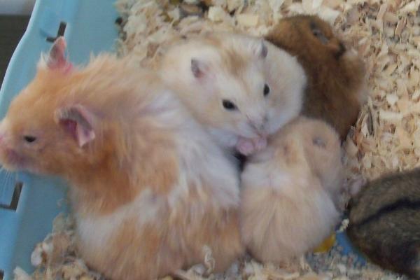 冬天养仓鼠需要注意哪些问题，需喂食脂肪含量较高和热量较高的食物