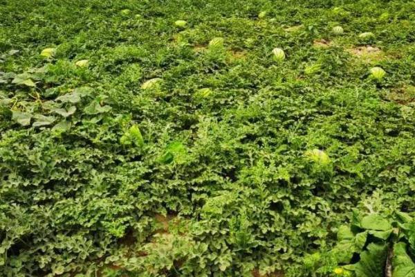 无籽西瓜嫁接苗技巧管理原则，嫁接前苗床应浇透水