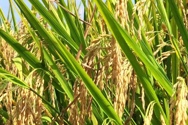 特优455水稻种子特征特性，综合防治病虫害