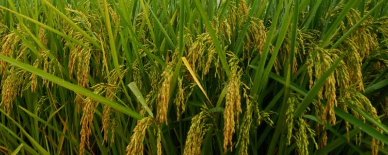 各类作物的需肥特点