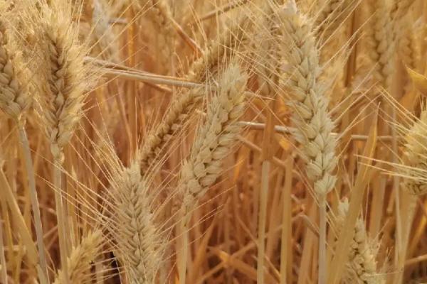 各类作物的需肥特点，要根据作物的特点及收获物的不同而施肥