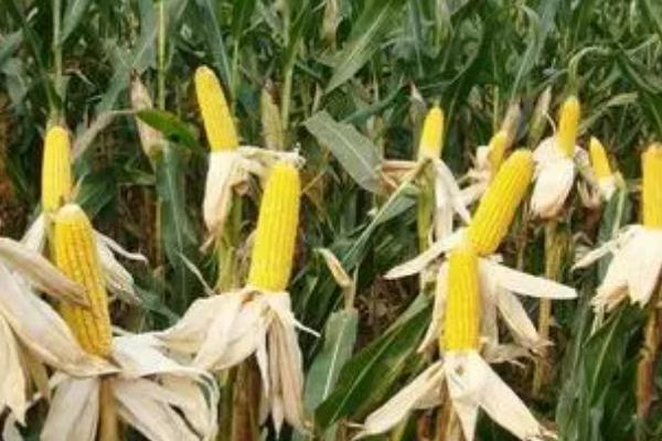 各类作物的需肥特点，要根据作物的特点及收获物的不同而施肥